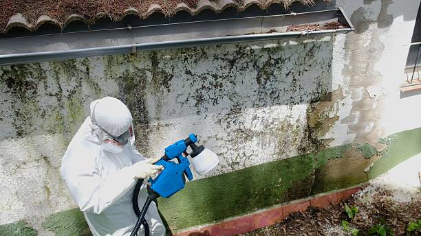 Mold Remediation service in Bainbridge, Bainbridge, GA